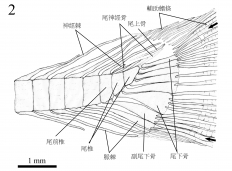圖2:標記尾部的線圖(由謝子旗、文嘉棋、張彌曼提供)