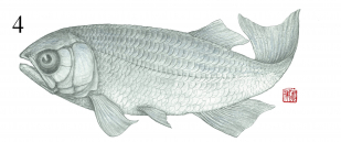 圖4:副狼鰭魚的復原圖 (由吳飛翔提供)