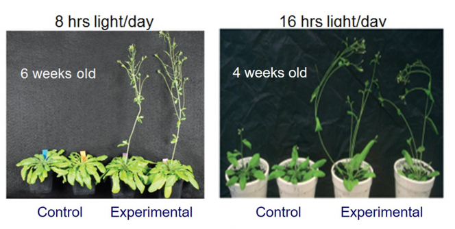 HKU botanists discover a new plant growth technology that may alleviate climate change and food shortage