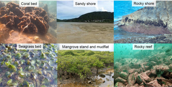 Figure 4 Snapshots of the diverse marine ecological habitats in Hong Kong (Photo credits: Prof Gray Williams, Dr Calton Law and Dr Cynthia Yau)