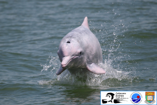 Chinese white dolphin. Photo credit: Stephen Chan, Cetacean Ecology Lab, SWIMS, HKU.