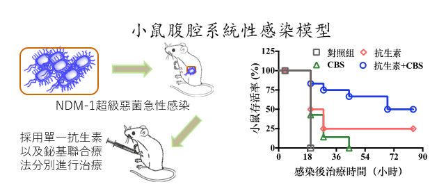 鉍抗生素聯合療法可在NDM-1小鼠感染模型中延長動物生命,提高最終存活率