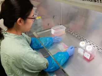A research team from HKU School of Public Health and Department of Pathology uses explant culture system of the human respiratory tract to enhance the treatment of MERS.