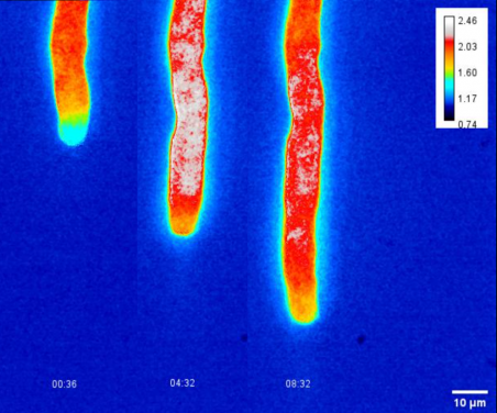 Application of energy biosensors in measuring pollen tube growth (Image credit: Jinhong Liu)