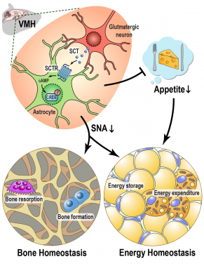 Secretin signaling in the ventromedial hypothalamus regulates skeletal and metabolic homeostasis. Image adapted from respective paper in Nature Communications (2024)