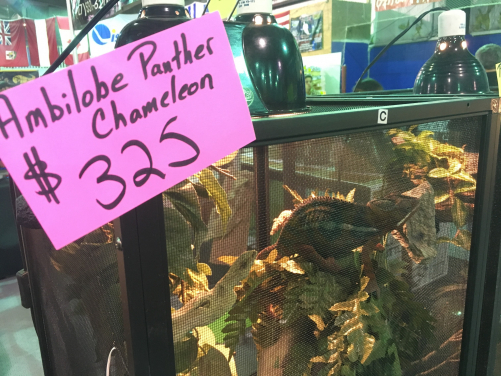 Image 3: A chameleon for sale in a shop, possibly taken from the wild. Photo courtesy of Julie Lockwood.