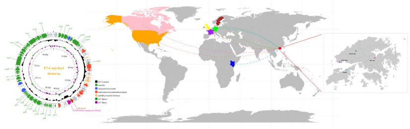 Figure 3. Regional and global dissemination of resistance plasmids.