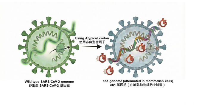 The new vaccine employs a rational attenuation strategy that reprogrammes the viral genome with atypical codon usage, preserving the full viral protein sequence while reducing virulence, thereby enabling safe administration.