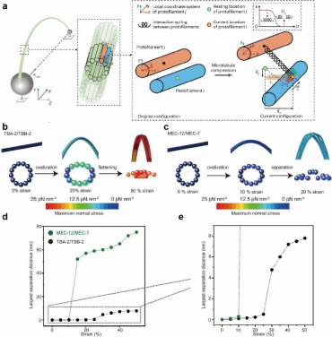 Figure 2:  Schematic of our computational model where 13 interacting cylindrical beams, each representing a protofilament, are used to mimic the microtubule.