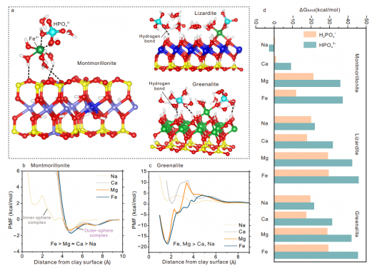 Molecular simulation results showing phosphate adsorption onto montmorillonite, lizardite, and greenalite surfaces, highlighting the superior performance of Fe(II) in the cation bridging effect. Image credit: X. Cui et al. (2026). Nature Communications.